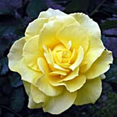 黄色い薔薇.jpg